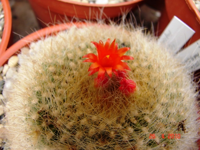 DSC07802 - Cactusi Aprilie