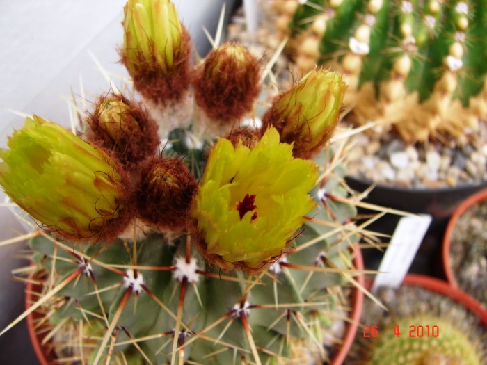 DSC07803 - Cactusi Aprilie