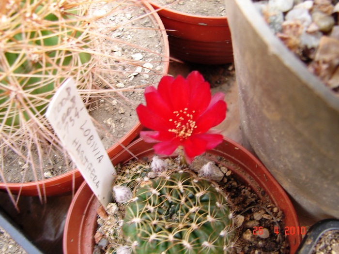 DSC07804 - Cactusi Aprilie