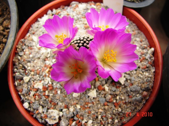 DSC07808 - Cactusi Aprilie