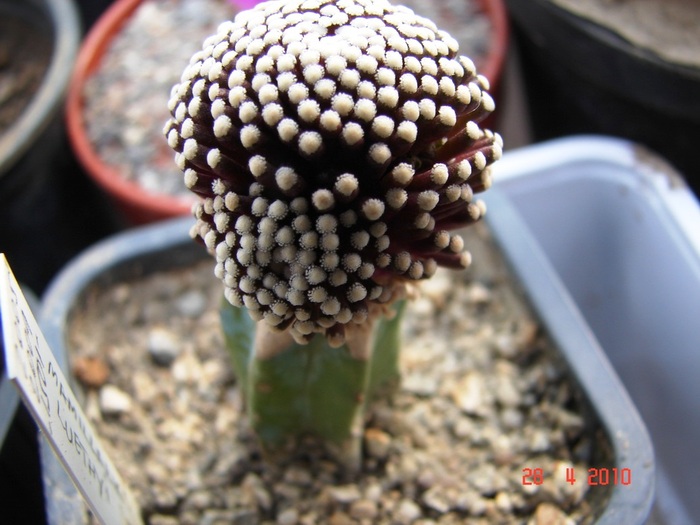 DSC07818 - Cactusi Aprilie