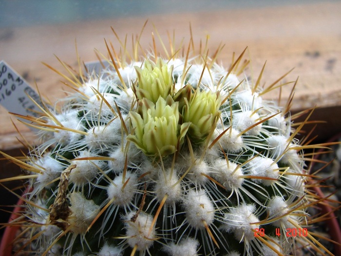 DSC07819 - Cactusi Aprilie