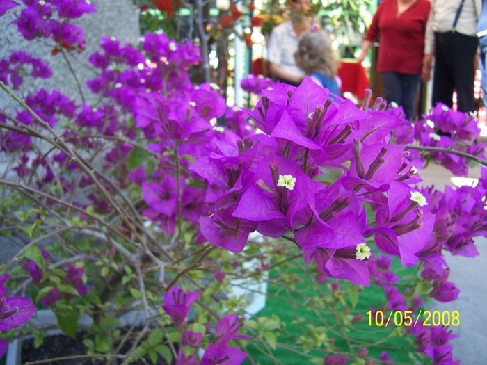 100_4526 Bougainvillea spectabilis - Flori in curtea casei