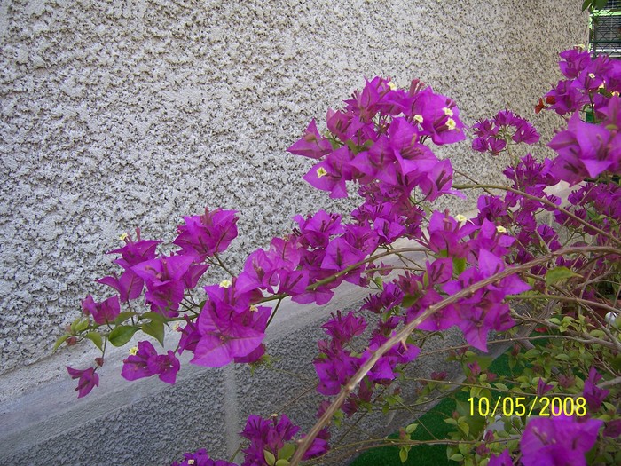 100_4527 Boungainvillea spectabilis - Flori in curtea casei