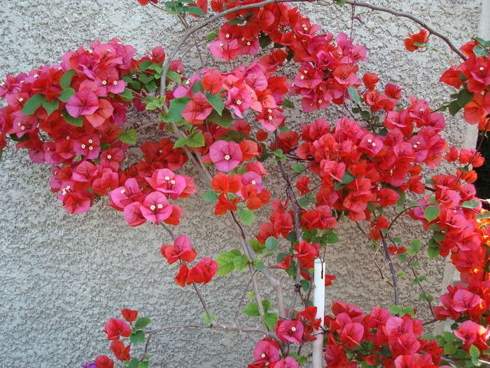 DSC01099 Bougainvillea spectabilis - Flori in curtea casei