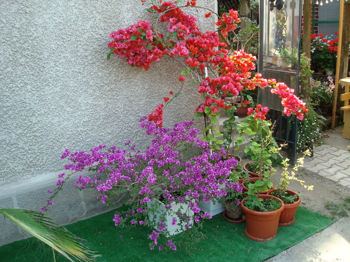 DSC01100 Bougainvillea spectabilis; Bughenvilia
