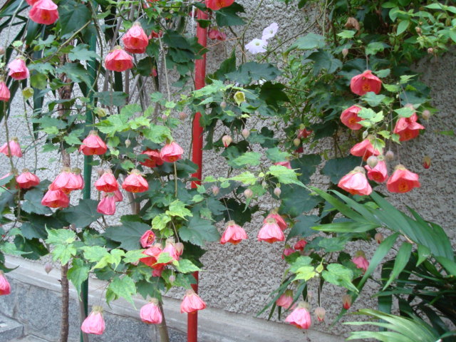 DSC00444 Abutilon x hybrid - Flori in curtea casei