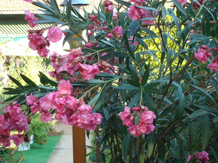 DSC00363 Nerium oleander - Flori in curtea casei