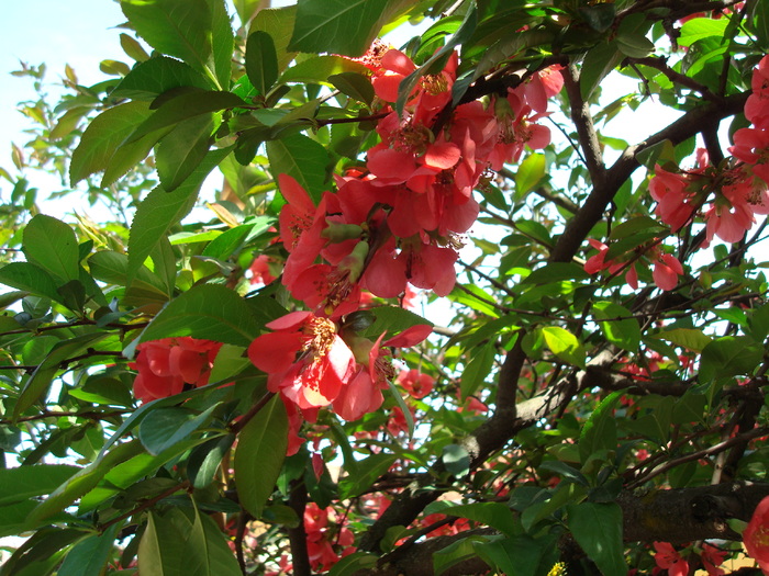 DSC00894 Chaenomeles japonica; Gutui japonez
