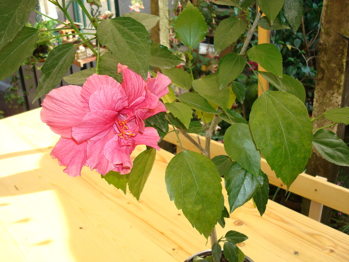 DSC01092 Hibiscus rosa-sinensis; Trandafir chinezesc
