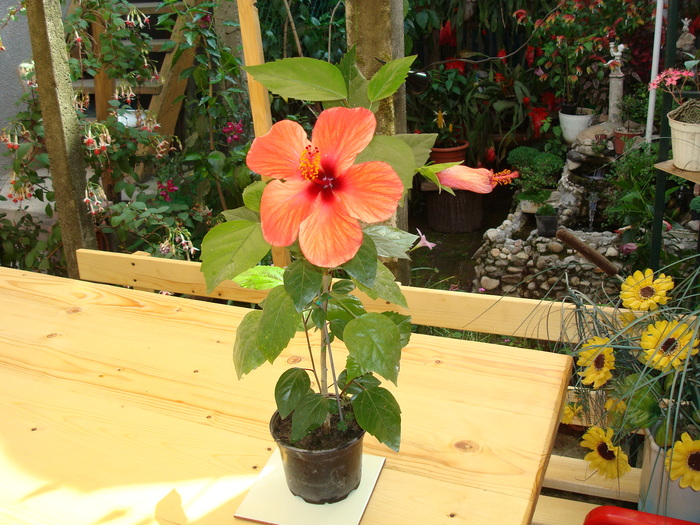 DSC01094 Hibiscus rosa -sinensis - Flori in curtea casei