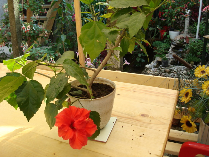 DSC01095 Hibiscus rosa-sinensis; Trandafir chinezesc
