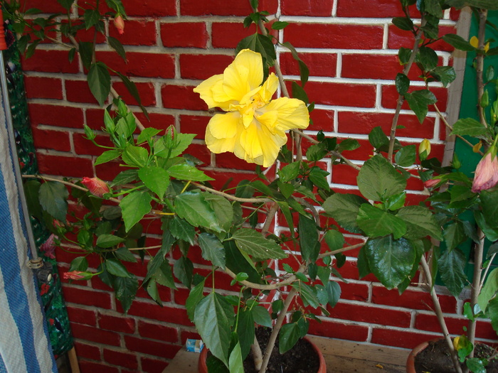 DSC00089 Hibiscus rosa-sinensis - Flori in curtea casei