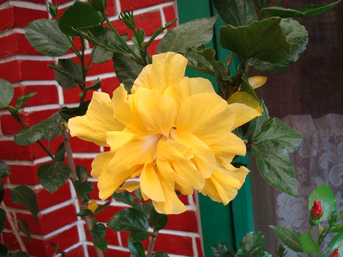 DSC00090 Hibiscus rosa-sinensis - Flori in curtea casei