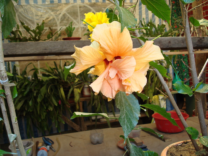 DSC00095 Hibiscus rosa-sinensis; Trandafir chinezesc
