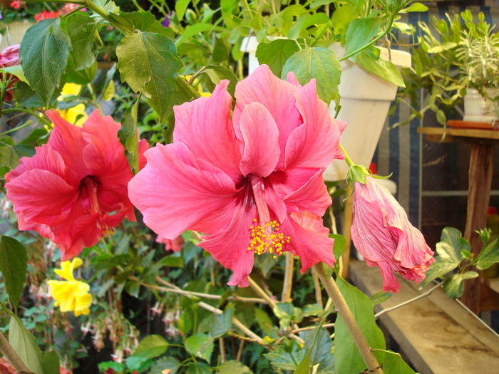 DSC00097 Hibiscus rosa-sinensis - Flori in curtea casei