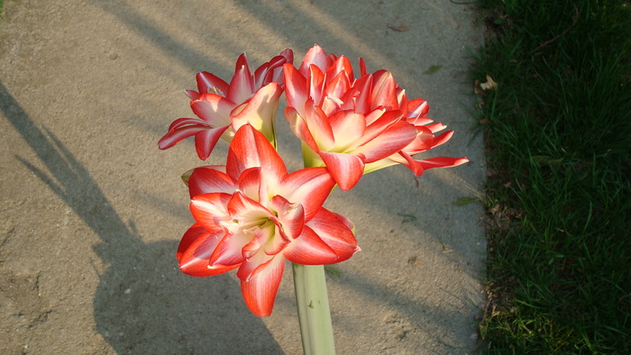 DSC00806 Amaryllis belladona - Flori in curtea casei