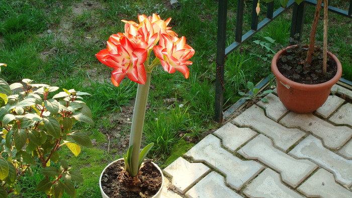 DSC00808 Amaryllis belladona - Flori in curtea casei