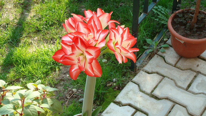 DSC00810 Amaryllis beladona - Flori in curtea casei