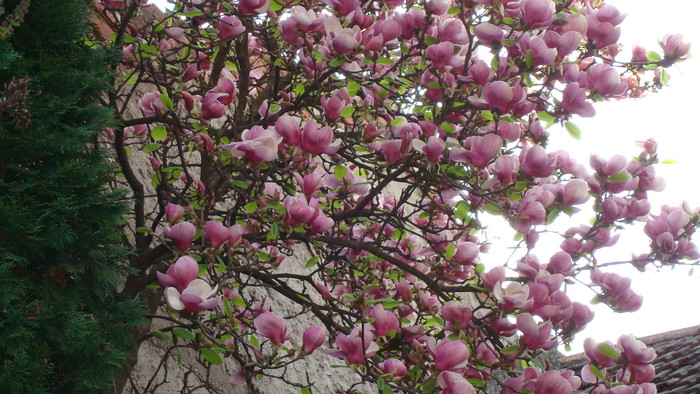 DSC00812 Magnolia sargentiana - Flori in curtea casei
