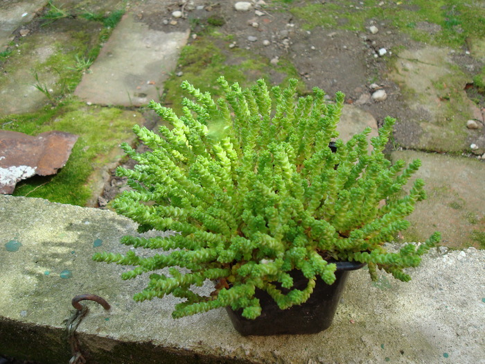 DSC00882  Sedum acre; Iarba de soldina
