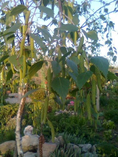 mesteacan - arbusti infloriti