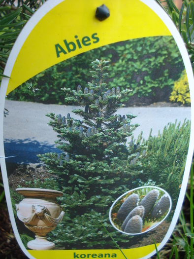 Abies koreana_Korean Fir