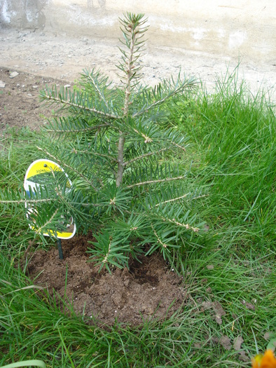 Abies koreana (2010, April 18) - Abies koreana_Korean Fir