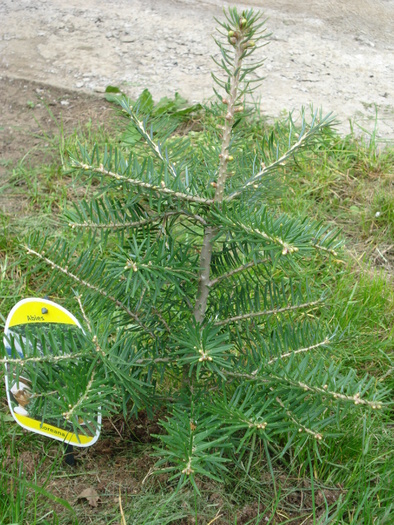 Korean Fir (2010, April 25) - Abies koreana_Korean Fir