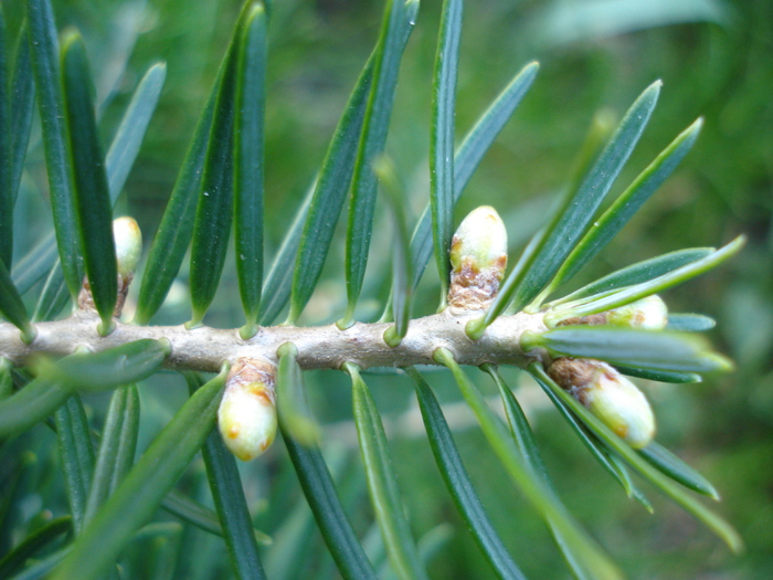 Korean Fir (2010, April 29) - Abies koreana_Korean Fir