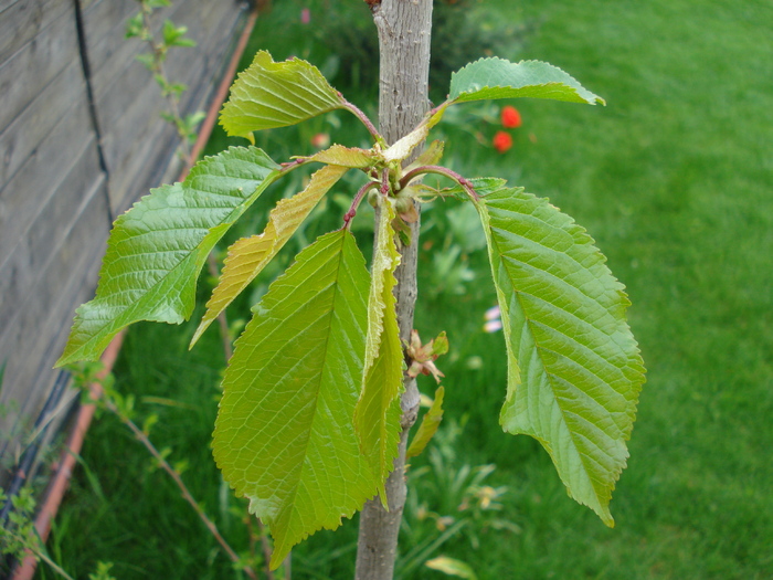 Cherry Tree. Cires (2010, April 23) - Cherry Tree_Cires Rubin