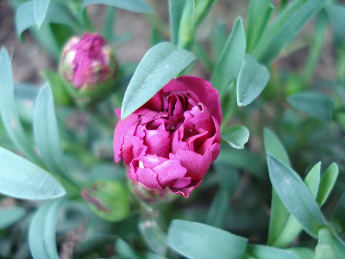 Dianthus x Allwoodii (2010, April 24)