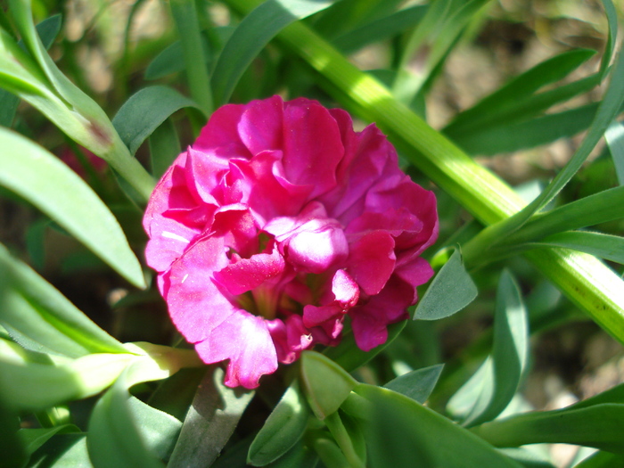 Dianthus x Allwoodii (2010, April 24) - Dianthus x Allwoodii