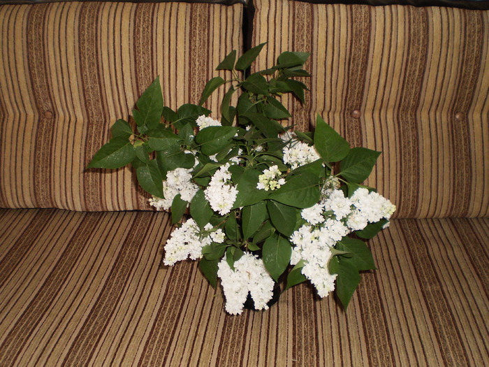 CANAPEA CU LILIAC - FLORI