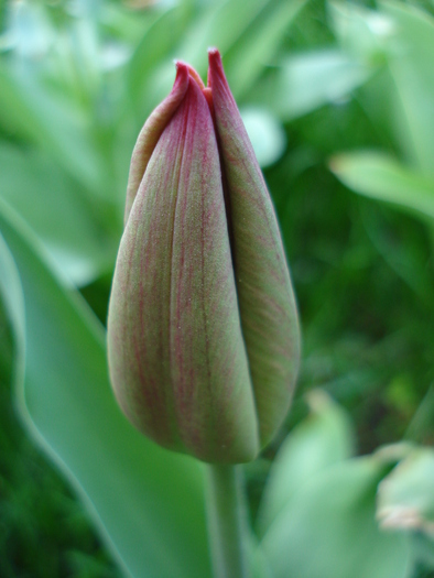 Tulip bud_Lalea (2010, April 13)