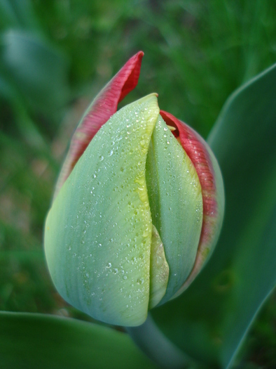 Tulip bud_Lalea (2010, April 13)
