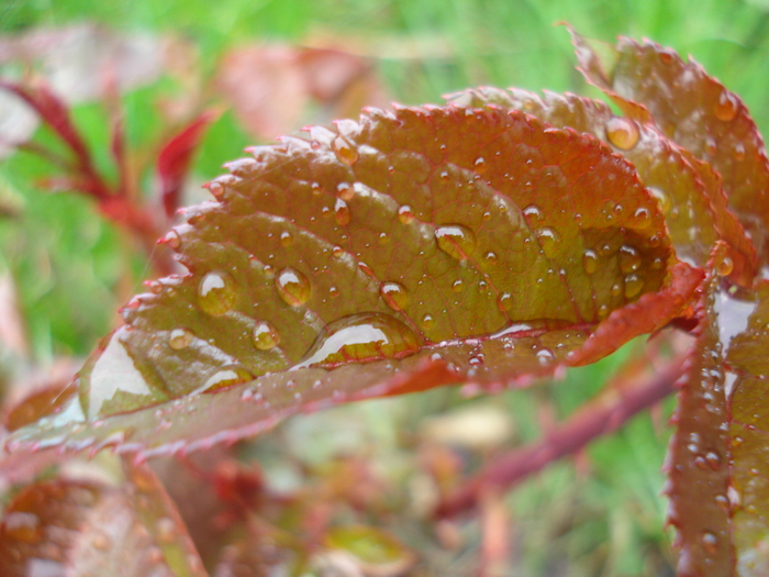 Rose leaves (2010, April 15)