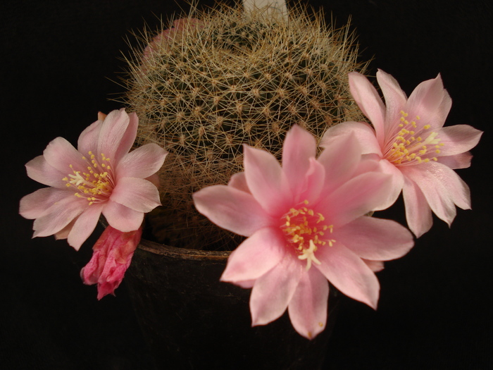 DSC07972 - Cactusi