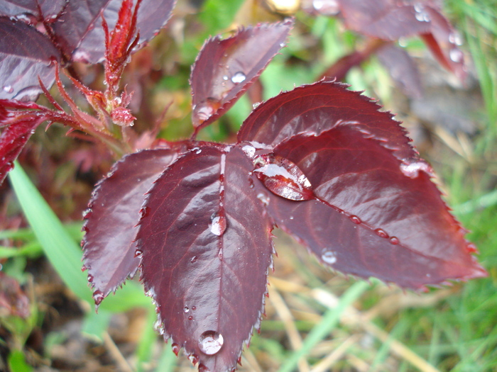 Rose leaves (2010, April 15)