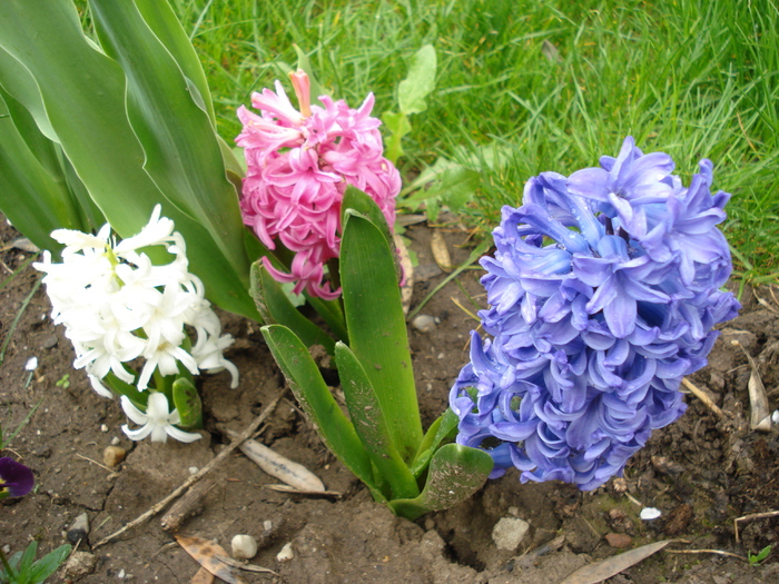 Hyacinths Trio (2010, April 15)