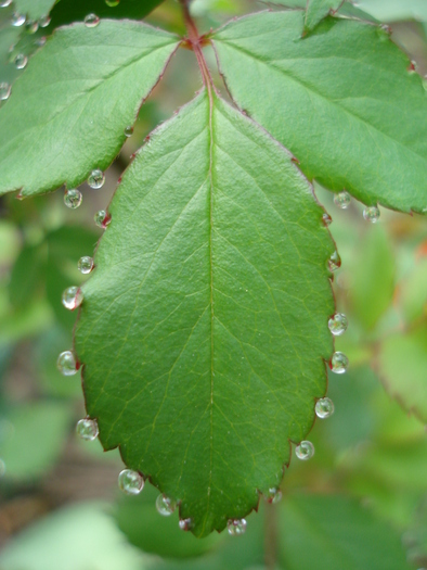 Rose leaves (2010, April 17)