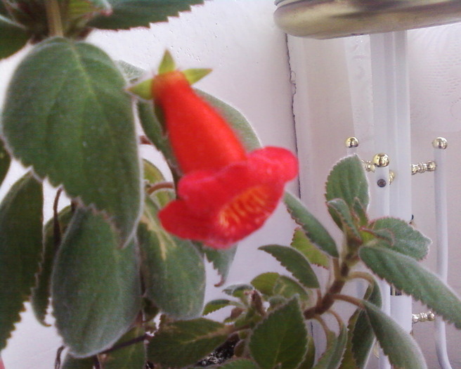 floare de kohleria eriatha