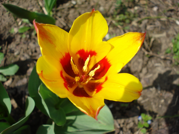 Tulipa Stresa (2010, April 16)