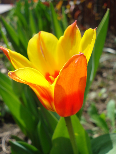 Tulipa Stresa (2010, April 16)