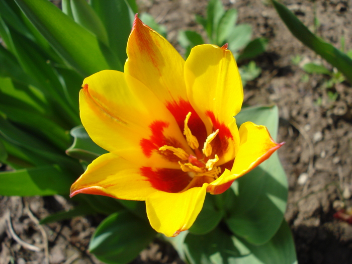 Tulipa Stresa (2010, April 16)