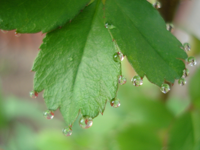 Rose leaves (2010, April 17)