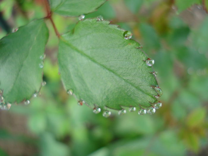 Rose leaves (2010, April 17)