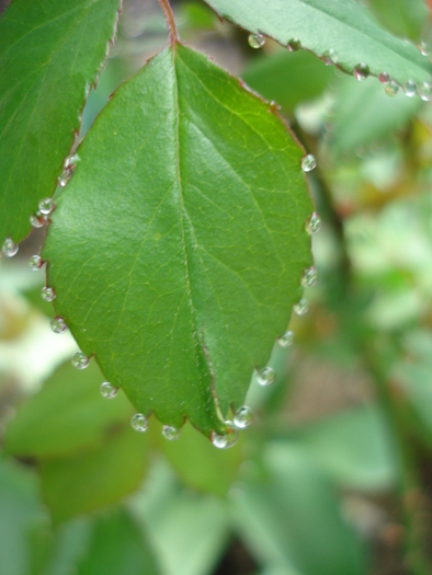 Rose leaves (2010, April 17)