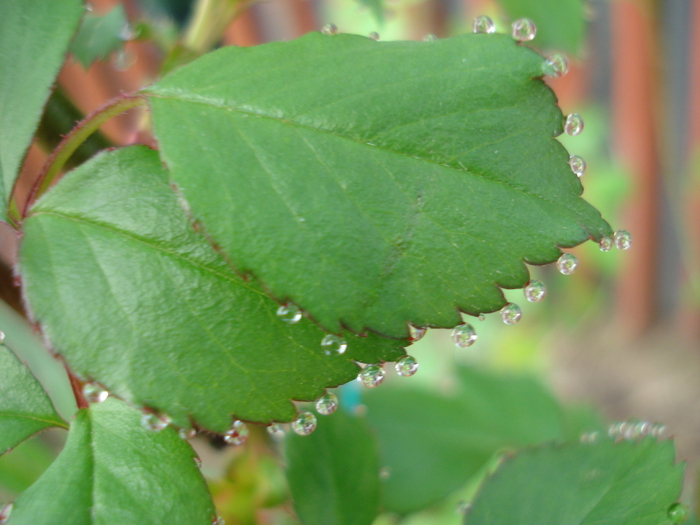 Rose leaves (2010, April 17)