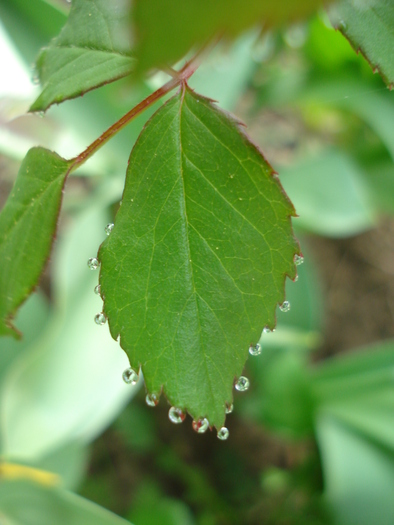 Rose leaves (2010, April 17)